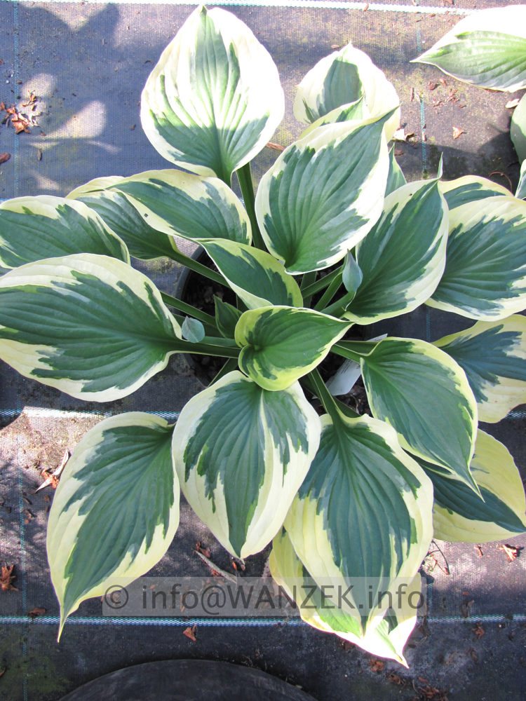 Hosta Hybride Twilight 003.JPG